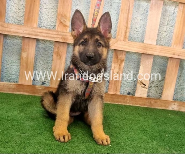 twlh-zhrmn-shprd-german-shepherd-111_7