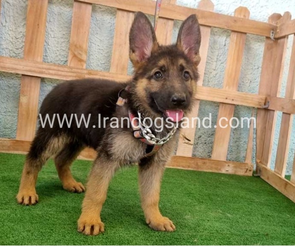 twlh-zhrmn-shprd-german-shepherd-111_8