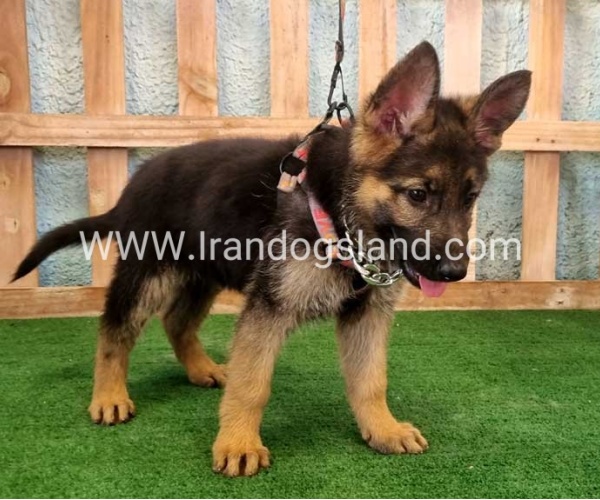 twlh-zhrmn-shprd-german-shepherd-111_9