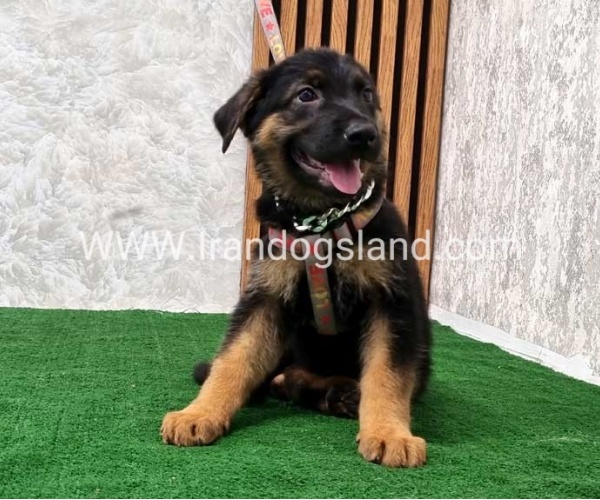 twlh-zhrmn-shprd-german-shepherd-120_1
