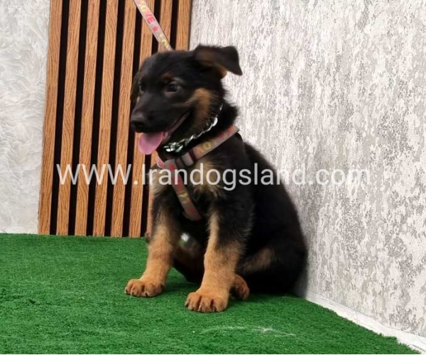 twlh-zhrmn-shprd-german-shepherd-120_2
