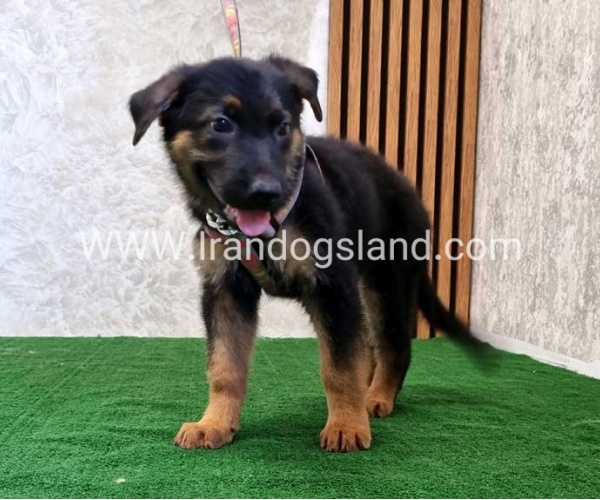 twlh-zhrmn-shprd-german-shepherd-120_3