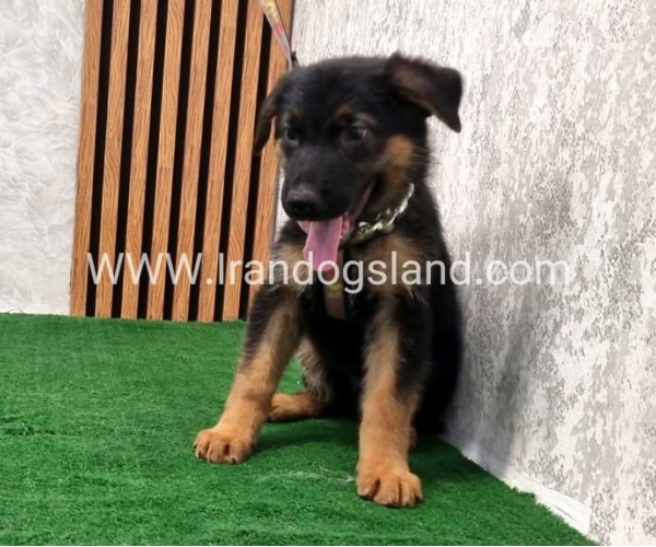 twlh-zhrmn-shprd-german-shepherd-120_5