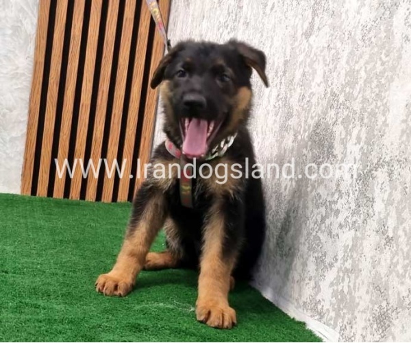 twlh-zhrmn-shprd-german-shepherd-120_6