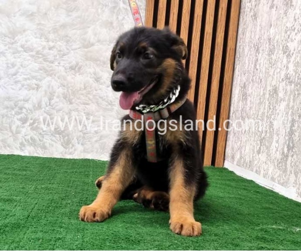 twlh-zhrmn-shprd-german-shepherd-120_7