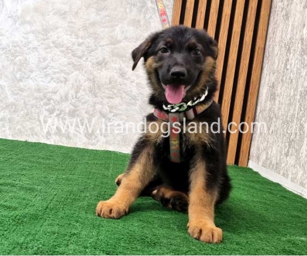 twlh-zhrmn-shprd-german-shepherd-120_8