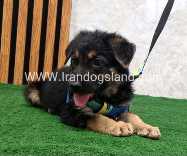 twlh-zhrmn-shprd-german-shepherd-128_2