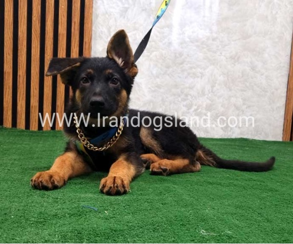 twlh-zhrmn-shprd-german-shepherd-132_1
