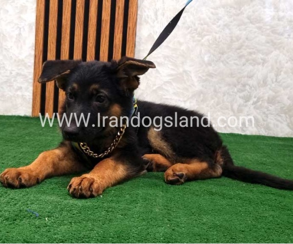 twlh-zhrmn-shprd-german-shepherd-132_10