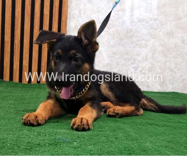 twlh-zhrmn-shprd-german-shepherd-132_11