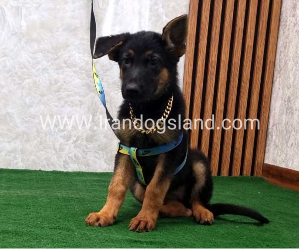twlh-zhrmn-shprd-german-shepherd-132_2