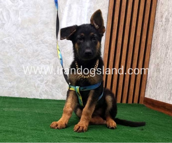 twlh-zhrmn-shprd-german-shepherd-132_3