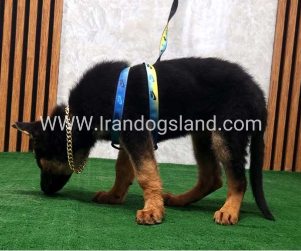twlh-zhrmn-shprd-german-shepherd-132_4