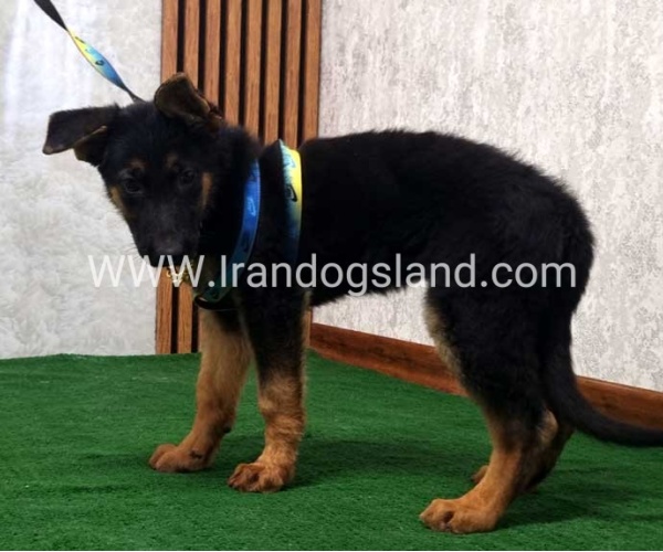 twlh-zhrmn-shprd-german-shepherd-132_5