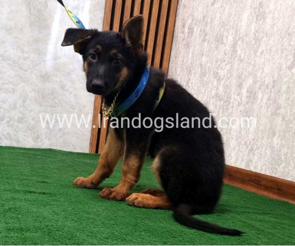 twlh-zhrmn-shprd-german-shepherd-132_6