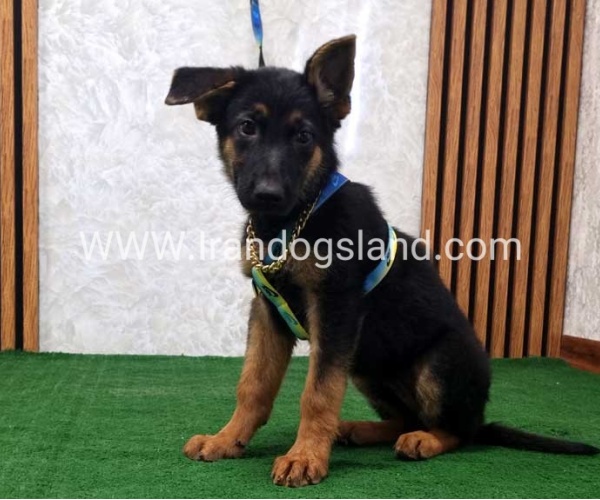 twlh-zhrmn-shprd-german-shepherd-132_7