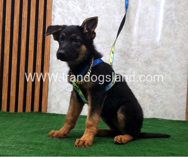 twlh-zhrmn-shprd-german-shepherd-132_8