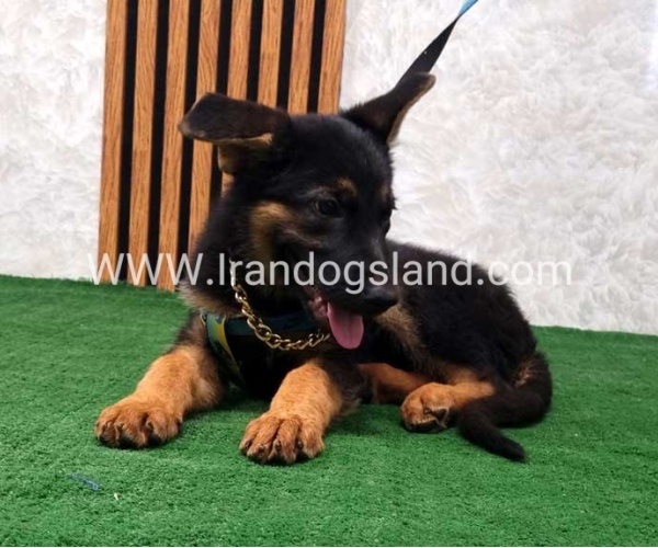 twlh-zhrmn-shprd-german-shepherd-132_9