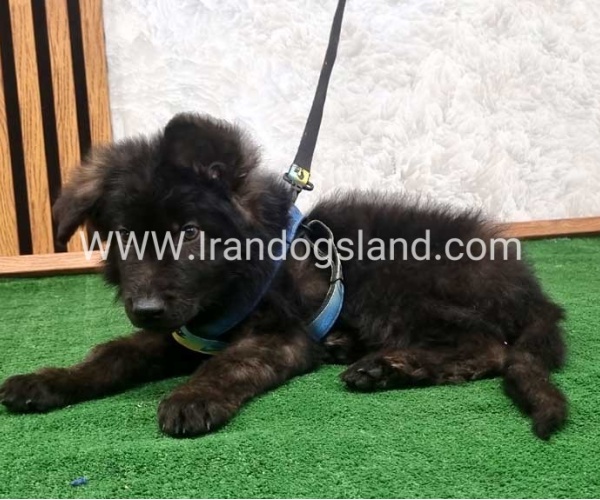 twlh-zhrmn-shprd-german-shepherd-139_7