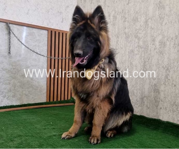 twlh-zhrmn-shprd-german-shepherd-149_10