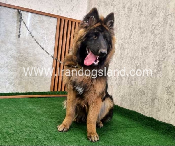 twlh-zhrmn-shprd-german-shepherd-149_4