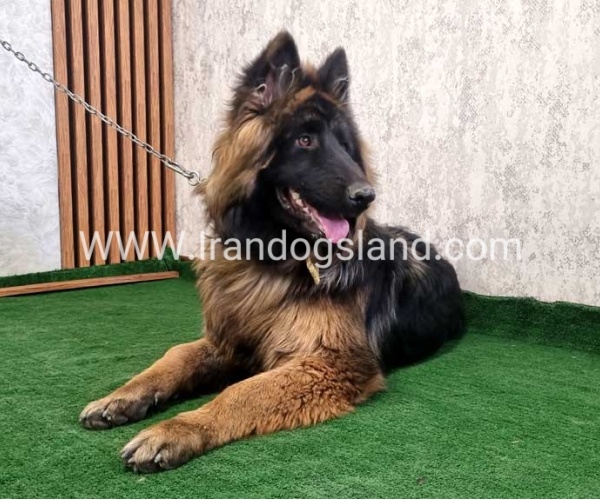twlh-zhrmn-shprd-german-shepherd-149_6