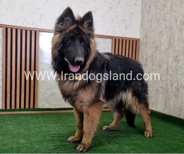 twlh-zhrmn-shprd-german-shepherd-149_7