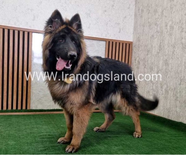 twlh-zhrmn-shprd-german-shepherd-149_8