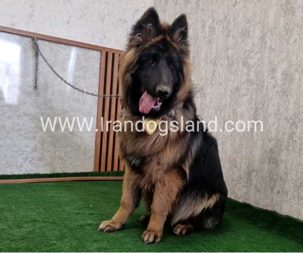 twlh-zhrmn-shprd-german-shepherd-149_9