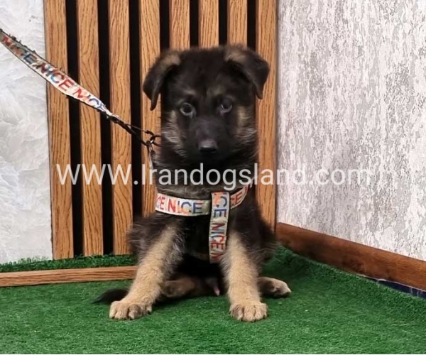 twlh-zhrmn-shprd-german-shepherd-151_1
