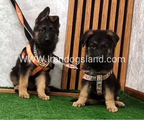 twlh-zhrmn-shprd-german-shepherd-151_2