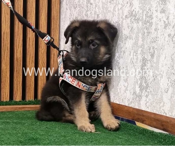 twlh-zhrmn-shprd-german-shepherd-151_3