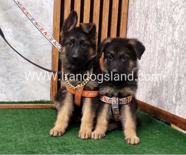 twlh-zhrmn-shprd-german-shepherd-151_4