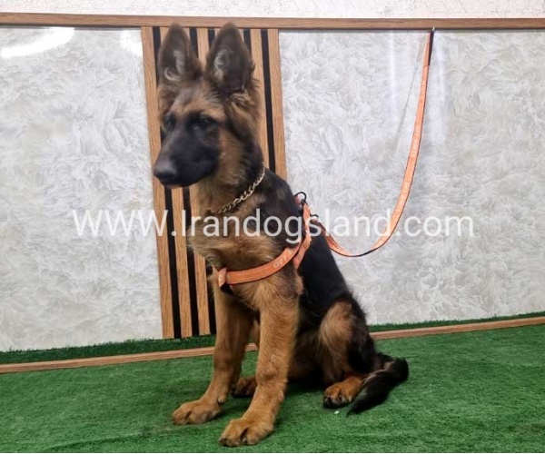twlh-zhrmn-shprd-german-shepherd-152_1