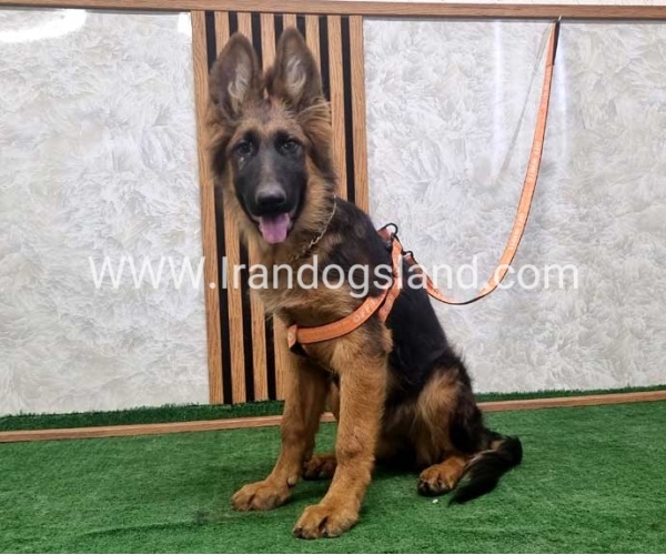 twlh-zhrmn-shprd-german-shepherd-152_2