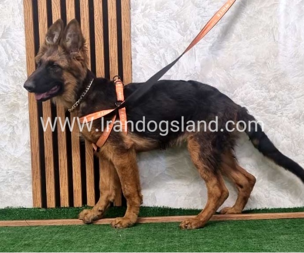 twlh-zhrmn-shprd-german-shepherd-152_4