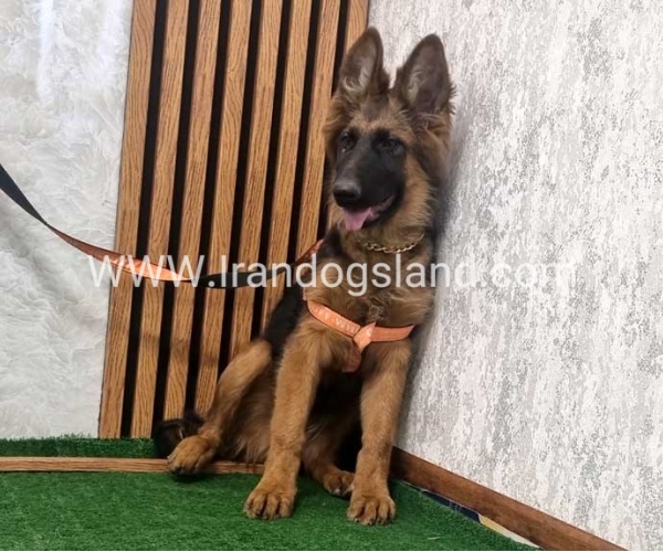 twlh-zhrmn-shprd-german-shepherd-152_5