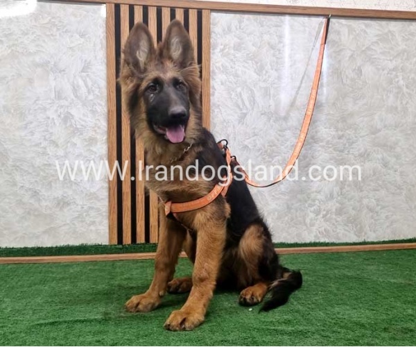 twlh-zhrmn-shprd-german-shepherd-152_7