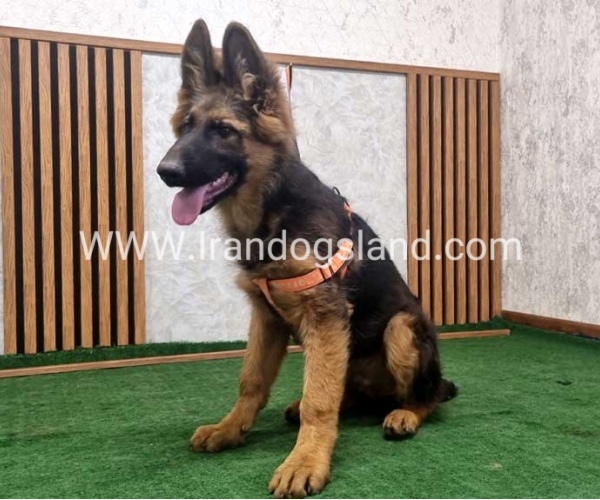 twlh-zhrmn-shprd-german-shepherd-153_1