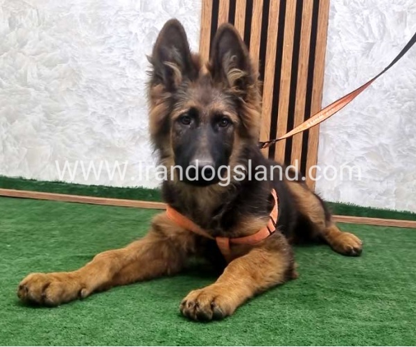 twlh-zhrmn-shprd-german-shepherd-153_2