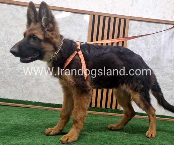 twlh-zhrmn-shprd-german-shepherd-153_3
