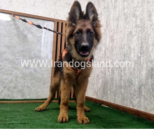 twlh-zhrmn-shprd-german-shepherd-153_4