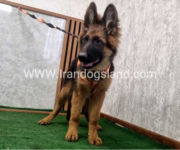 twlh-zhrmn-shprd-german-shepherd-153_5