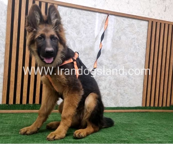 twlh-zhrmn-shprd-german-shepherd-153_6