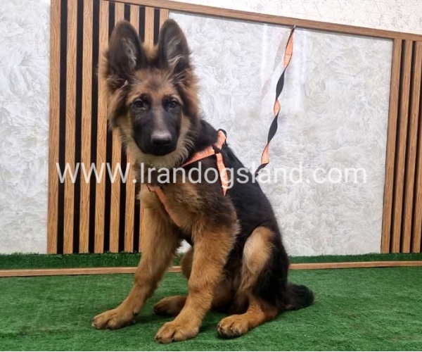 twlh-zhrmn-shprd-german-shepherd-153_7