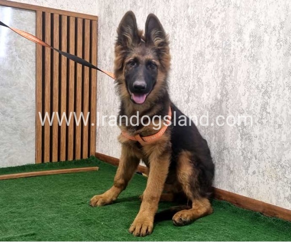 twlh-zhrmn-shprd-german-shepherd-154_1