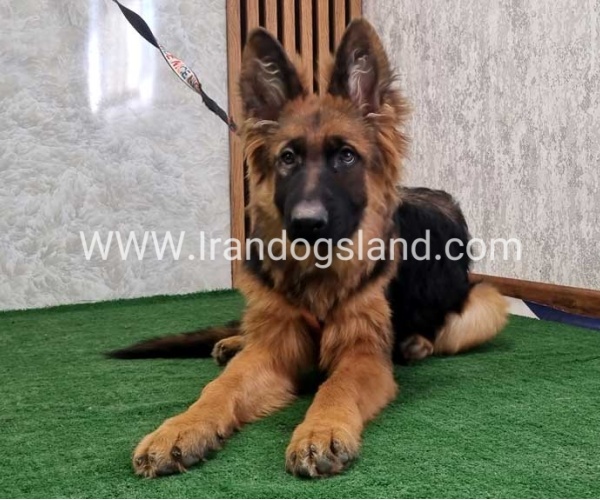 twlh-zhrmn-shprd-german-shepherd-154_10