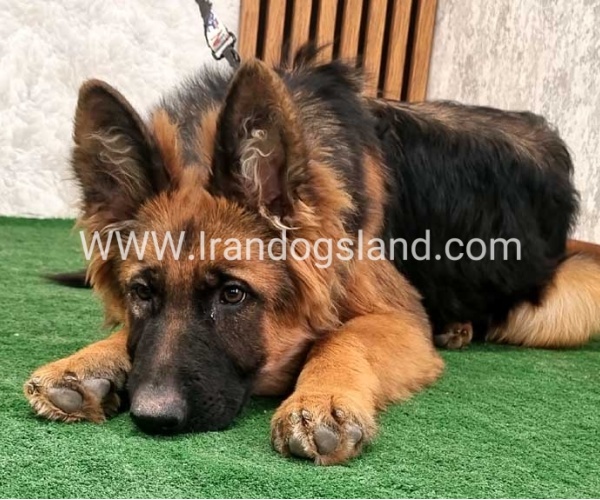 twlh-zhrmn-shprd-german-shepherd-154_11