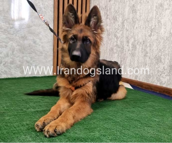 twlh-zhrmn-shprd-german-shepherd-154_12