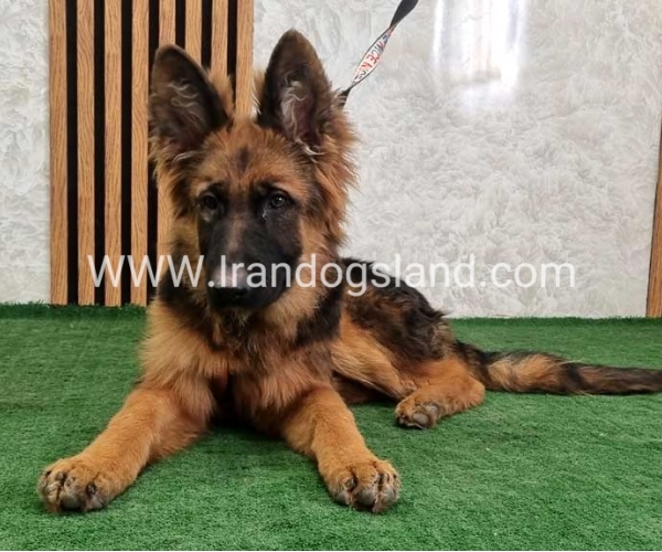 twlh-zhrmn-shprd-german-shepherd-154_13